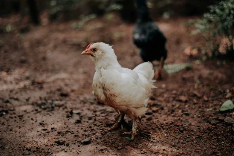 a white chicken with orange head walking in the dirt