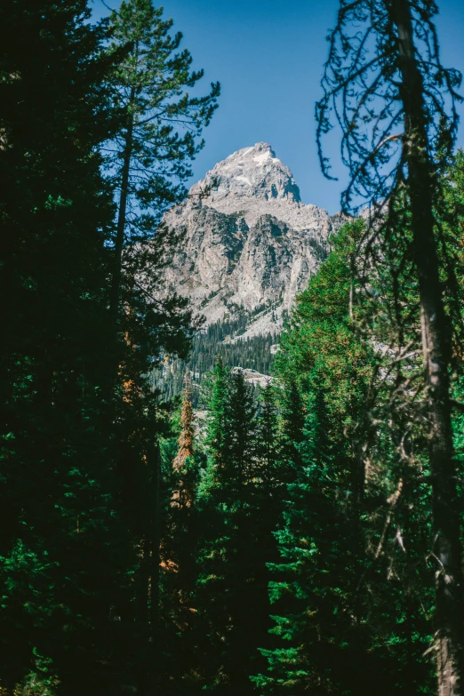 a snow capped mountain as viewed from behind the trees