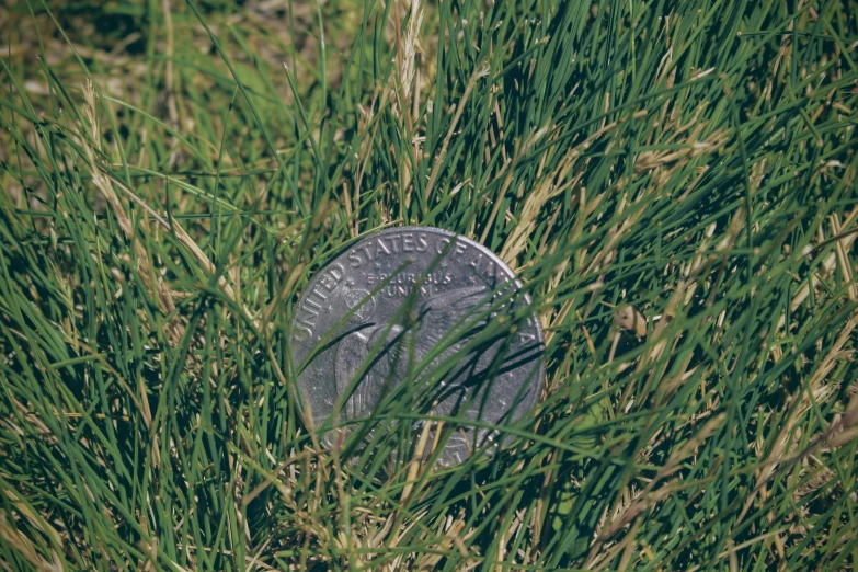 a metal disc stuck in the grass on the ground