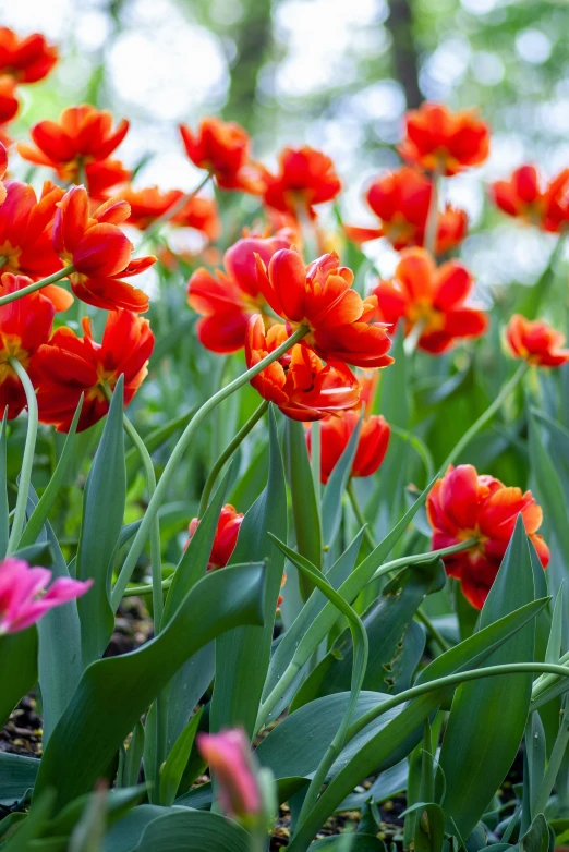 red and yellow flowers are blooming in the forest