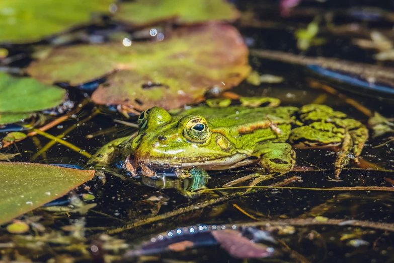 a frog sitting on the ground and some leaves and water
