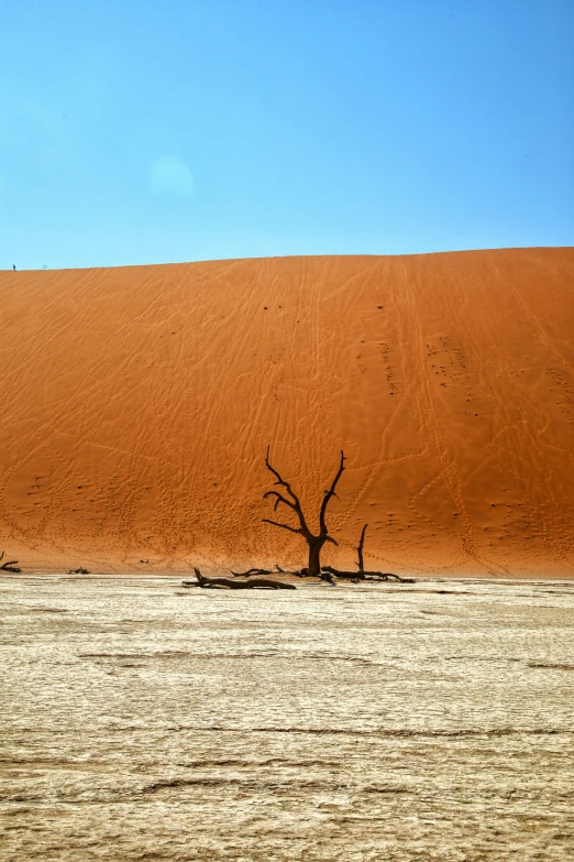 a lone tree growing in a field of water in front of a sand dune