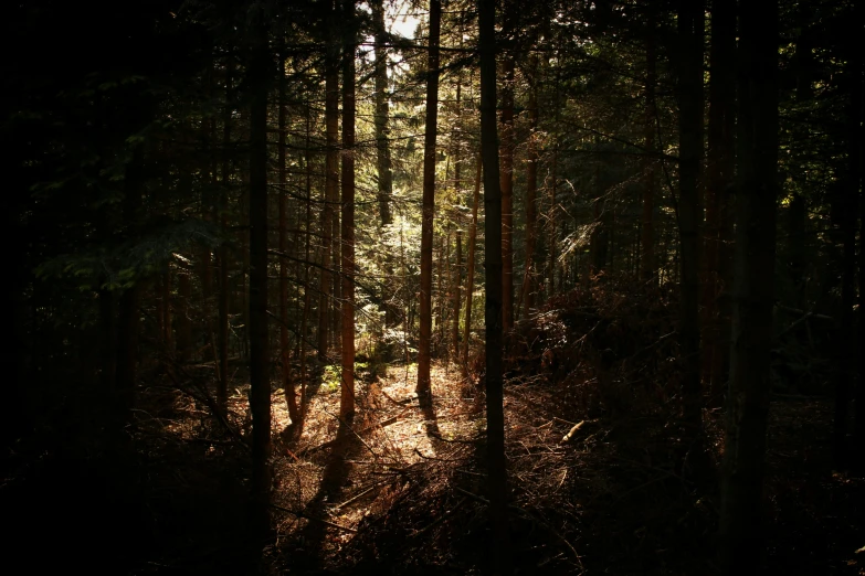 sun streams through the trees onto a dark and wooded path