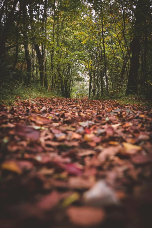 a long leaf covered road going through a wooded area