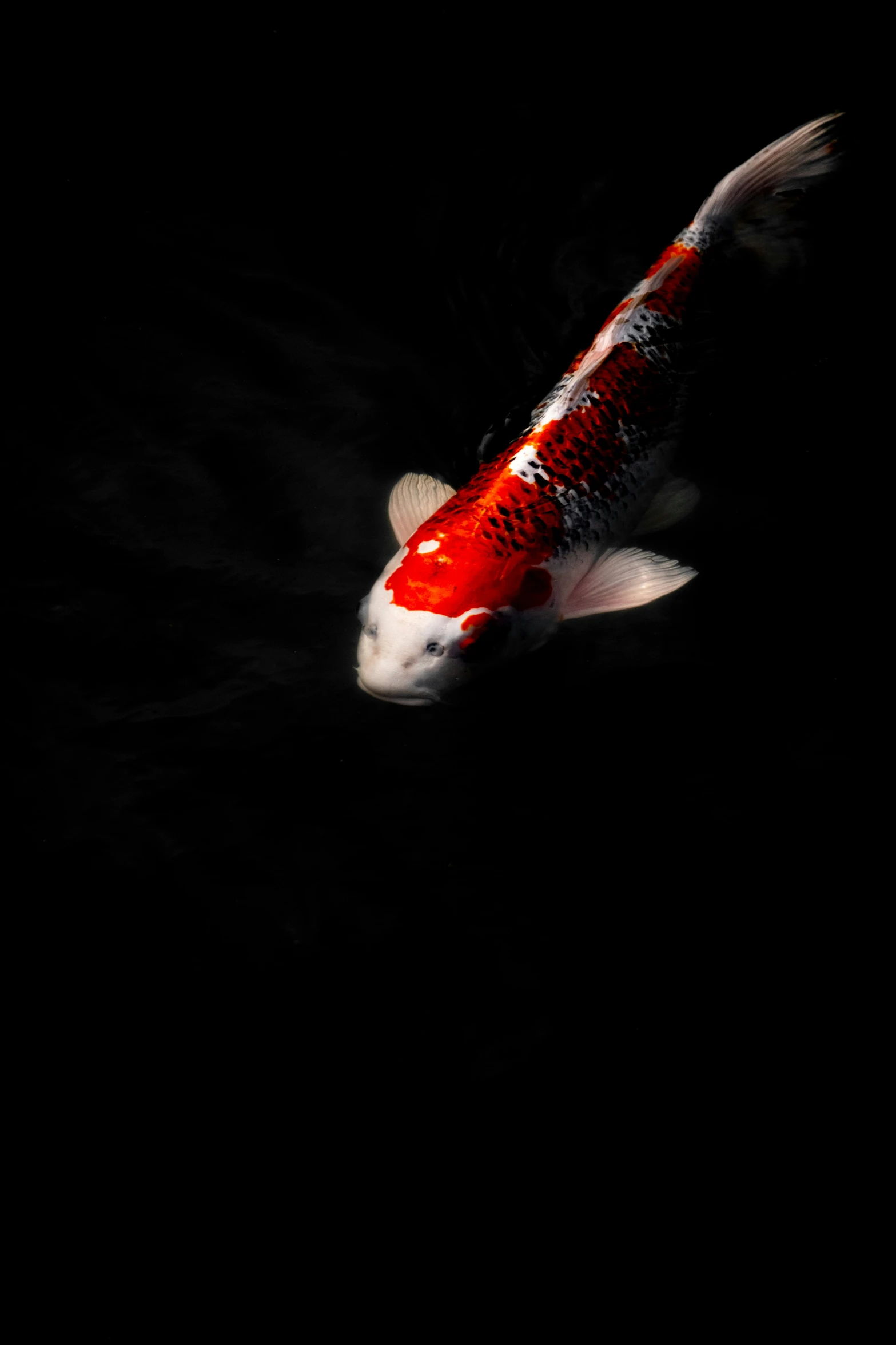 an orange koi swimming in water at night