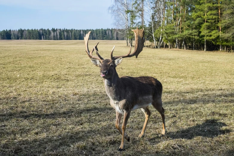 a deer stands in the middle of a grassy field