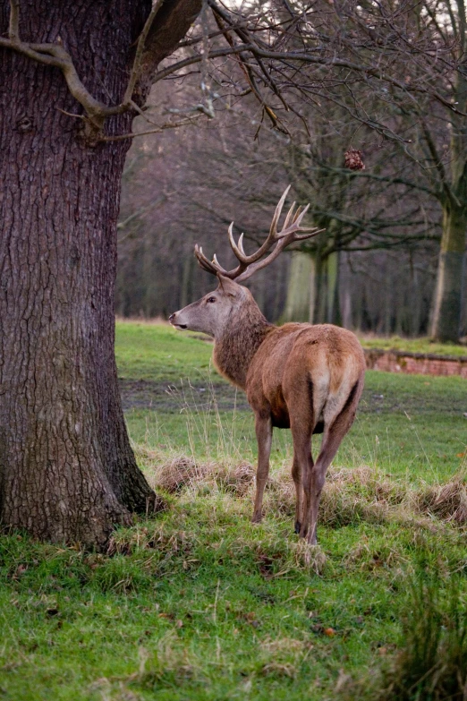 a deer standing in front of a tree