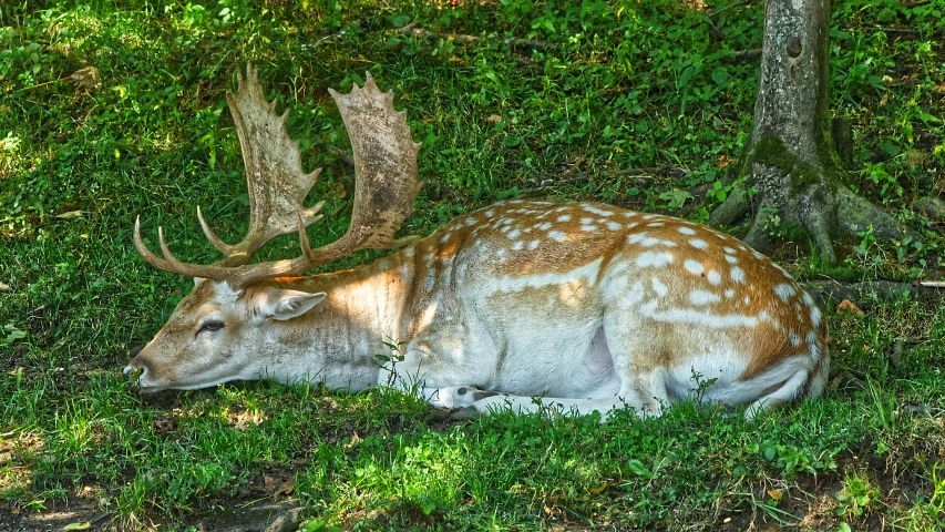 a deer laying down in the grass under some trees