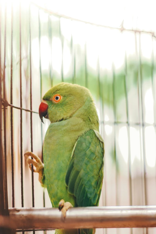 a large green parrot sits inside of its cage