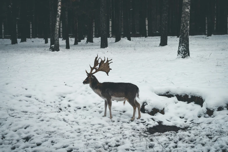 deer standing in snow and rocks in a forest
