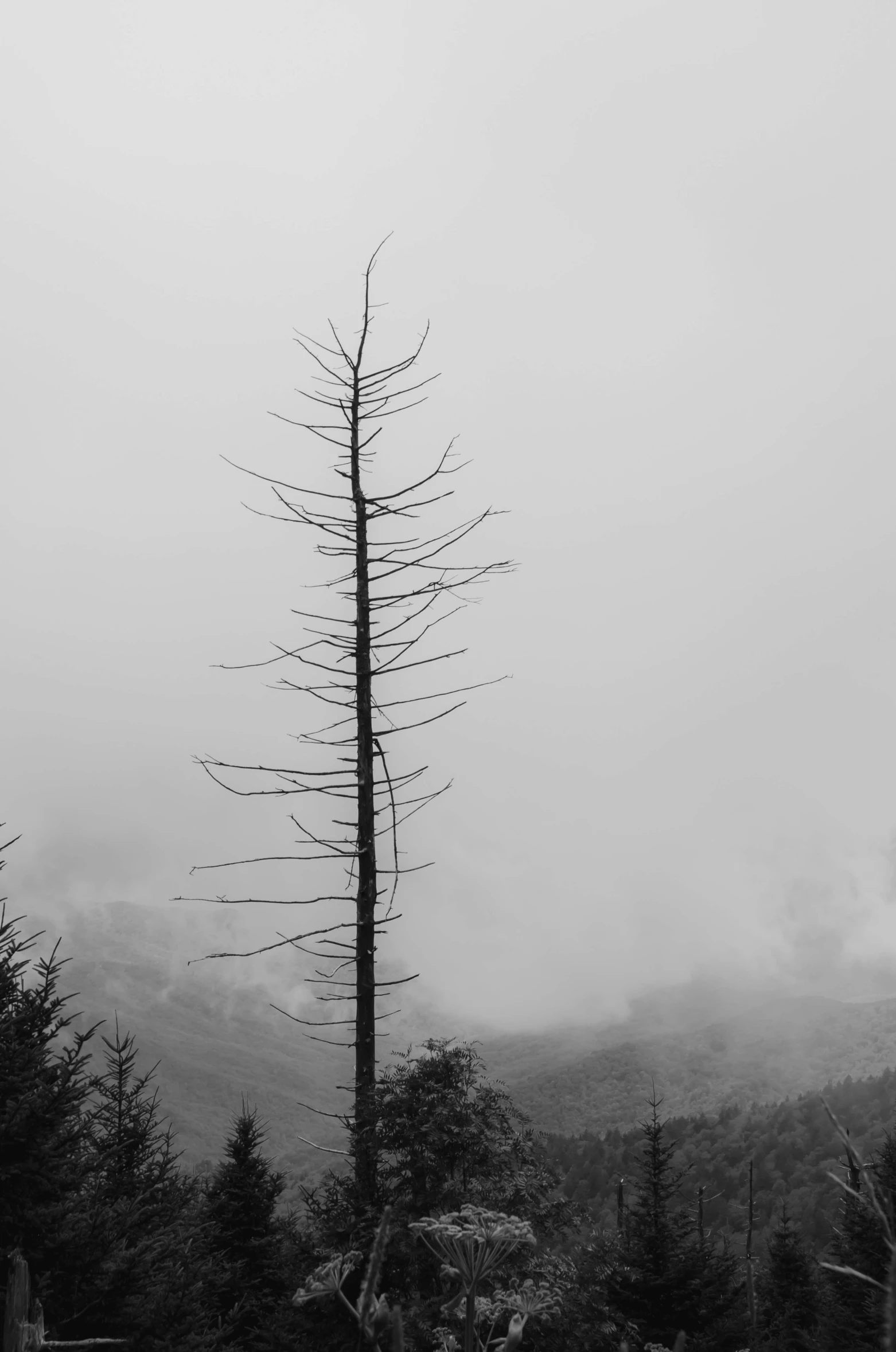 the tall tree is near the mountain on a foggy day