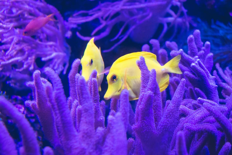 some yellow fish swimming through some purple seaweed