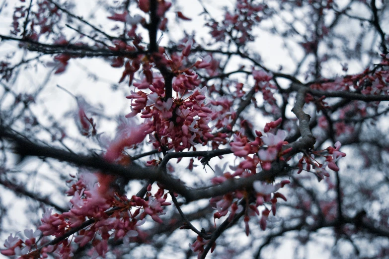 a blossoming tree in winter on an overcast day