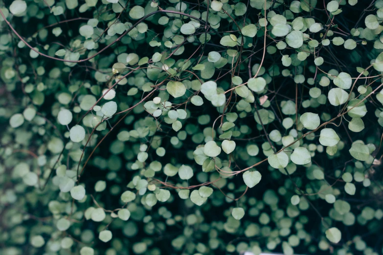 an overhead view of leaves and nches on a tree