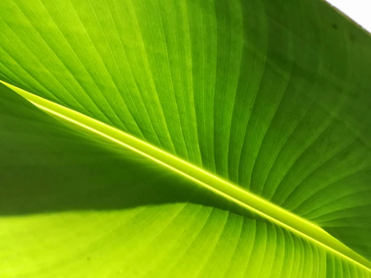green leaves with yellow tips in the sunlight