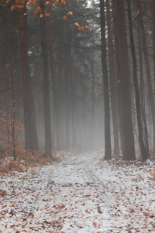 an image of a path in the snow near trees