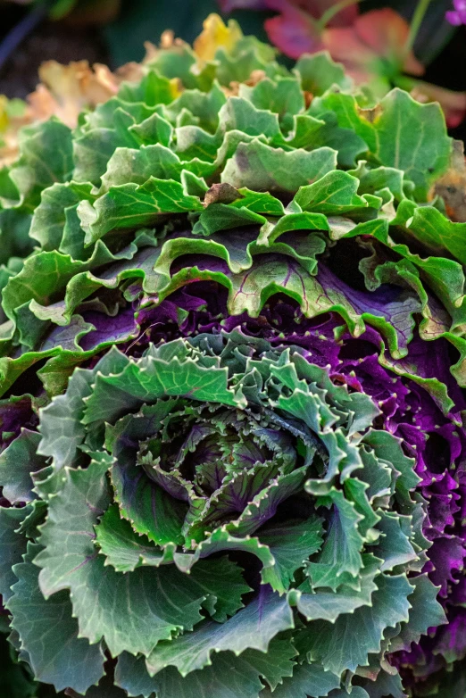 many different green and purple plants growing together