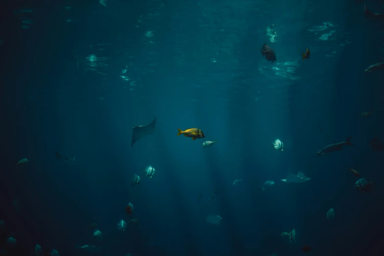 a group of fish swimming in the ocean