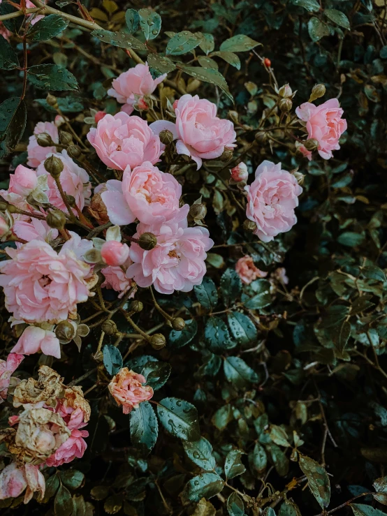 flowers blooming in a bush with very little leaves