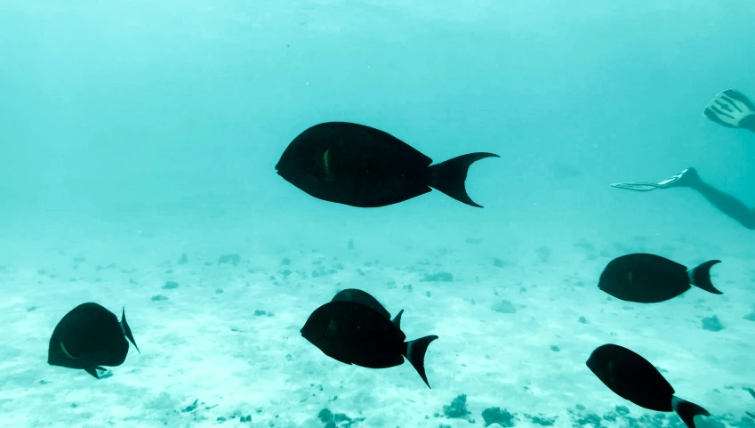 a person snorkeling in a body of water with some fish