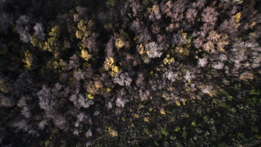 a po taken above a group of trees