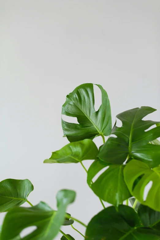 large leaves with green leaves next to a light