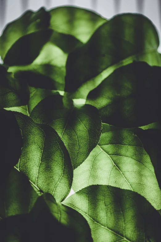 a green leaf that is on a table