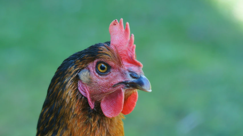 a rooster is shown with a green background