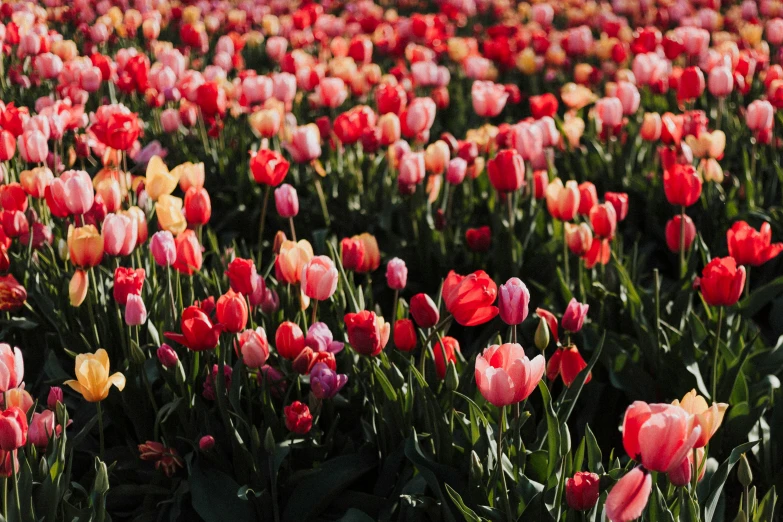 a field with various types of tulips growing in it