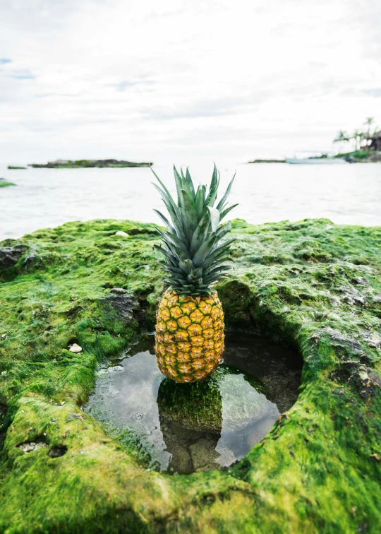 a pineapple standing on a lush green mossy rock next to a lake
