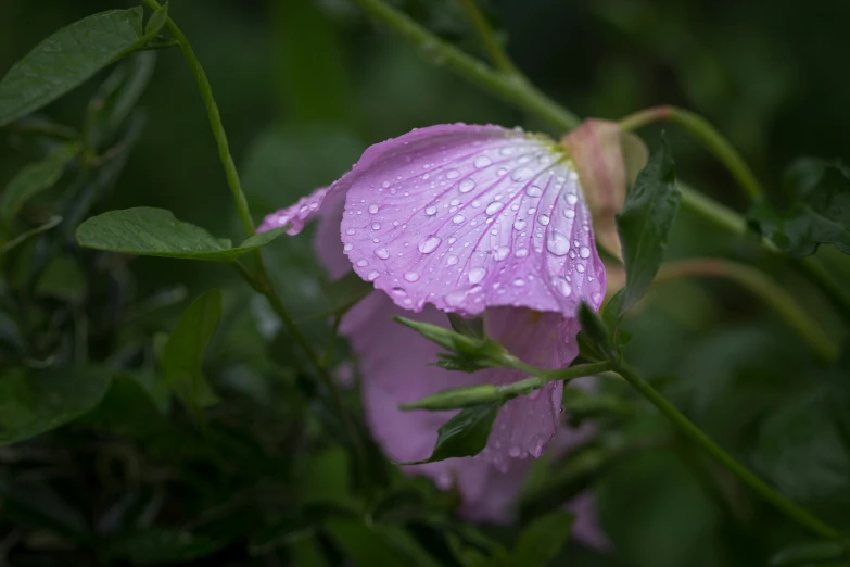 pink flowers with water droplets on them in the woods