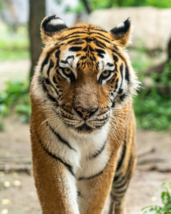 a tiger walking down a dirt path in the woods