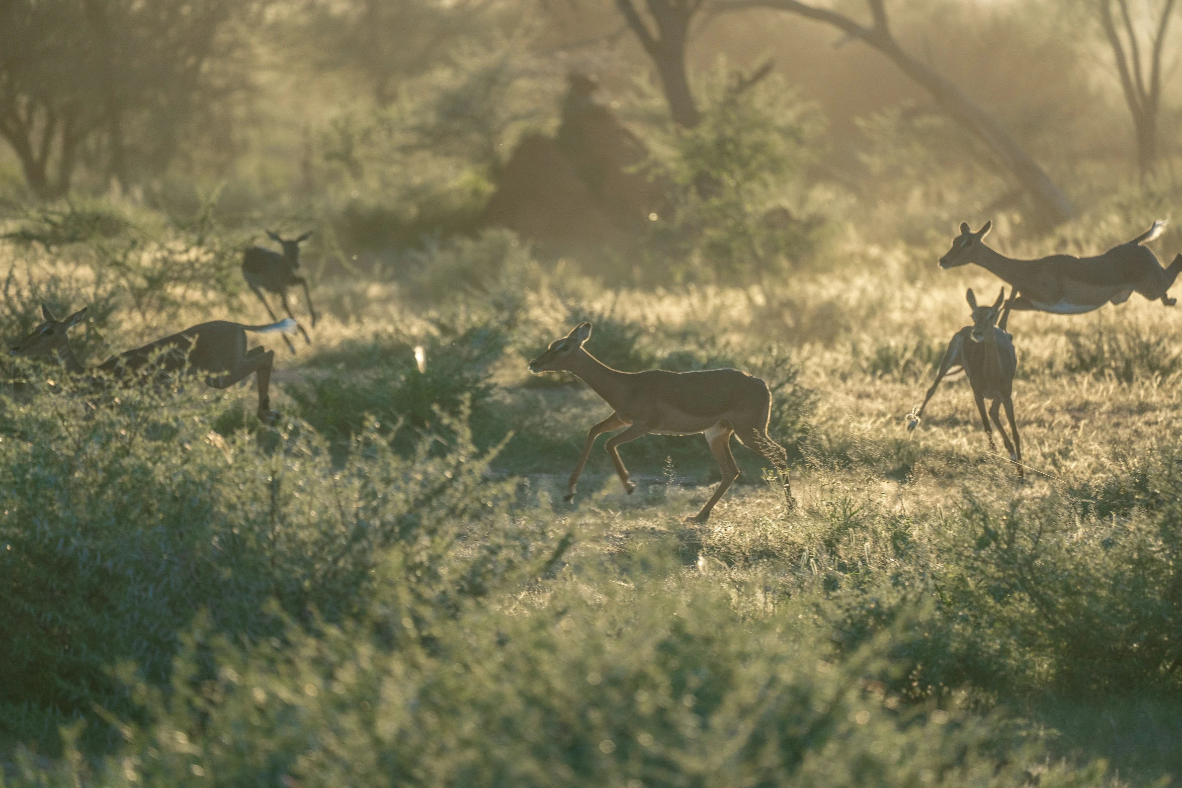 a group of deers in a field with tall grass