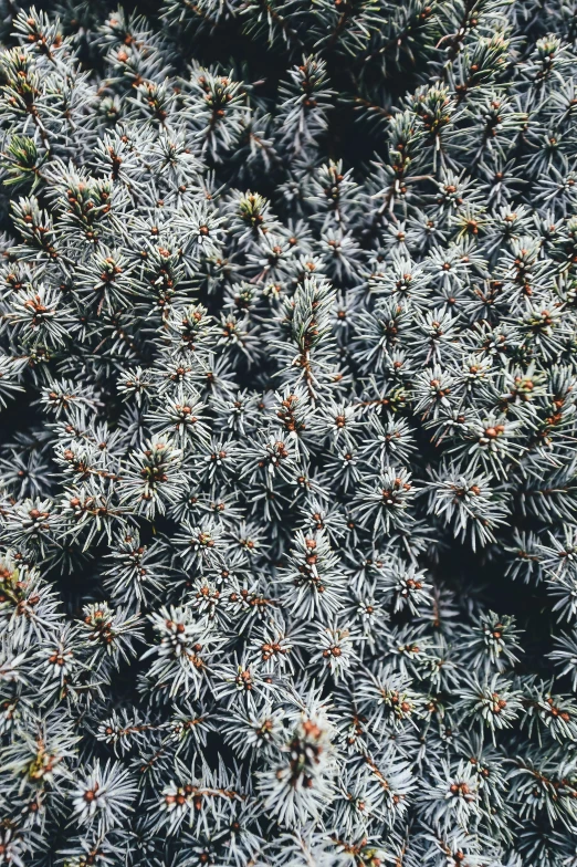 pine needles are growing out of the middle