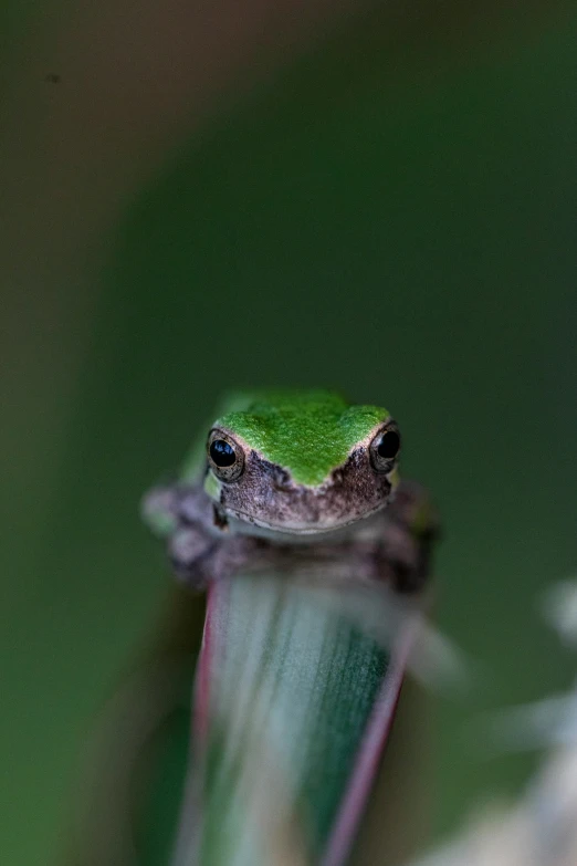 a frog is perched on the top of a tree nch