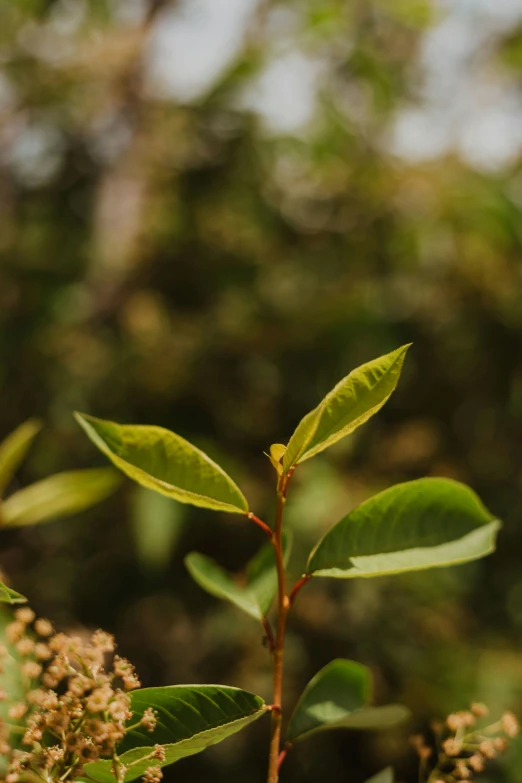 a close up of a green plant with leaves