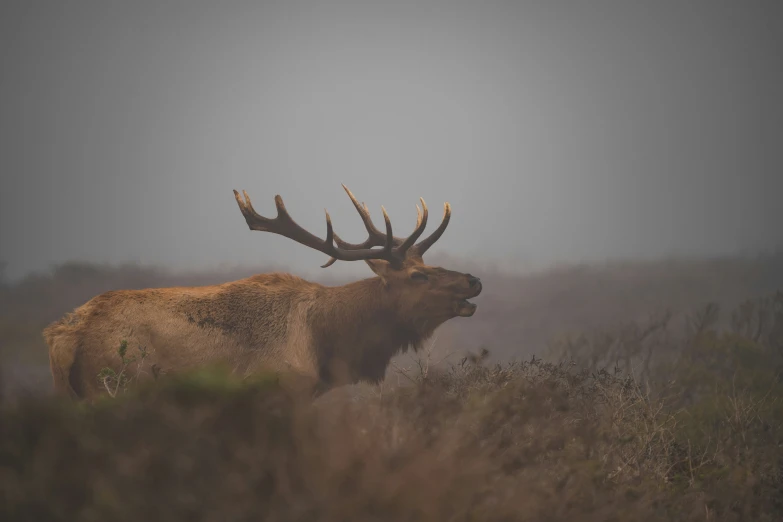 an animal standing in a field next to tall grass