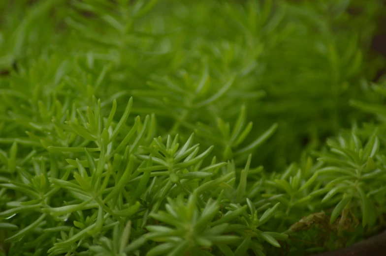 there are many leaves on the plant, and one is green