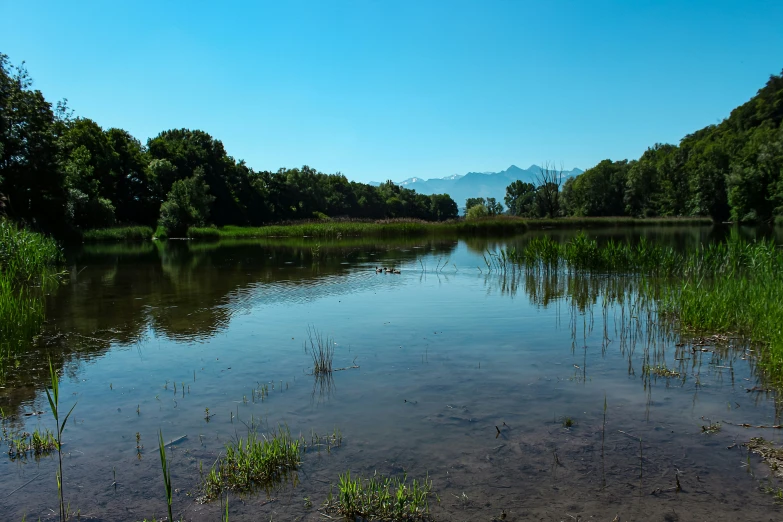 a body of water surrounded by trees on both sides