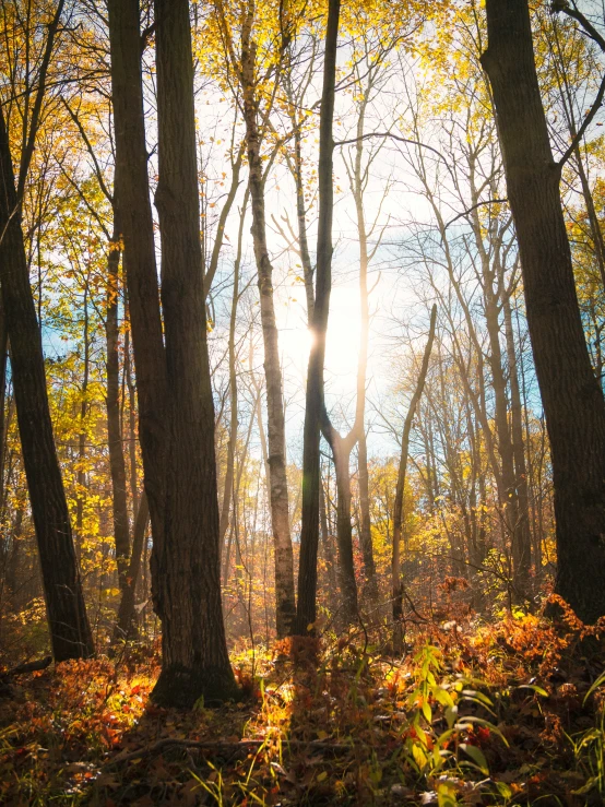 a sunlit forest surrounded by leaf covered ground