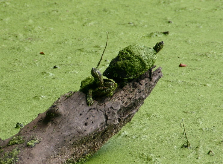 a beetle is on a log in the water
