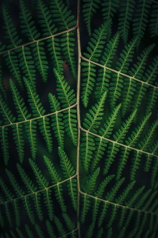 the view from above of a plant leaf with many spots on it