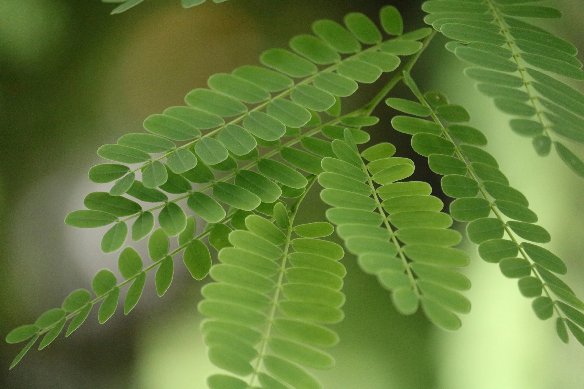 a plant with green leaves that have been turned upside down