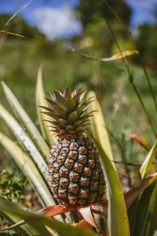 pineapple flower with brown spots on top and green stems