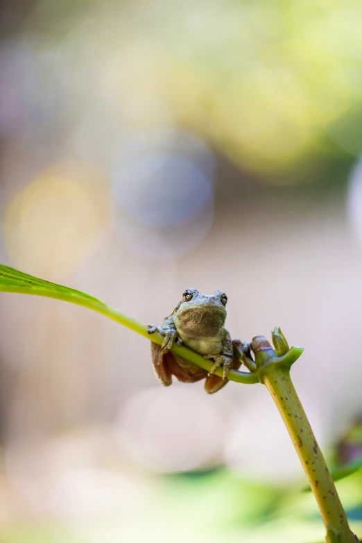 there is a small tree frog sitting on a plant