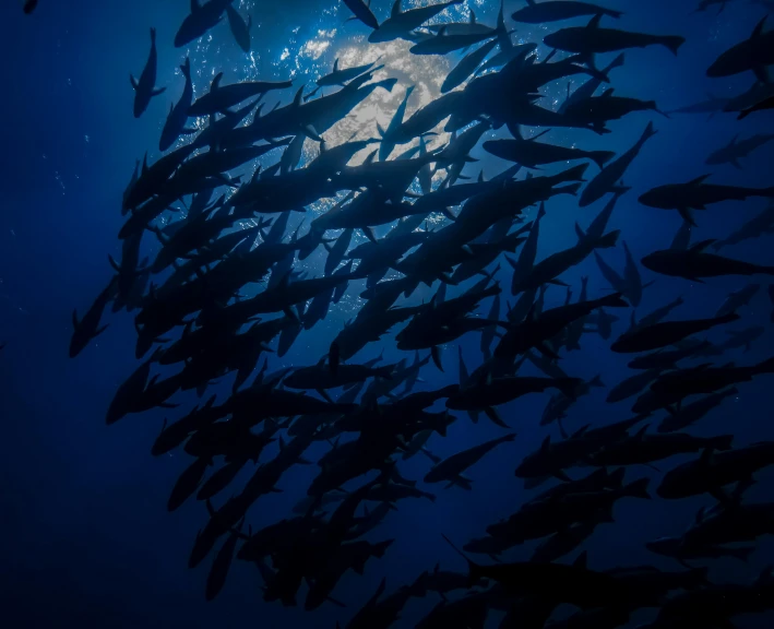 school of fish under moonlit water off the coast of mexico