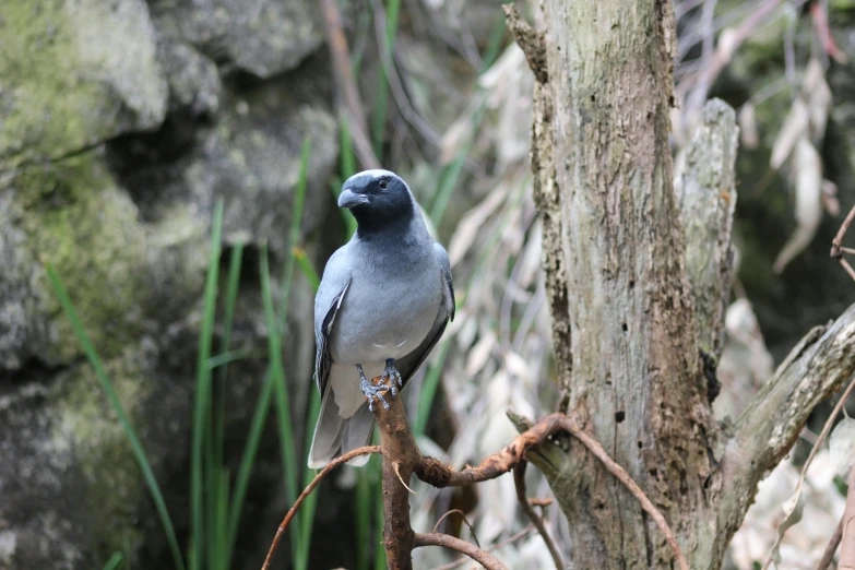 a bird sits on a nch near grass