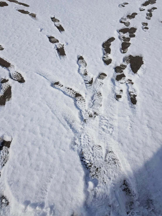 a bird is walking in the snow with its footprints