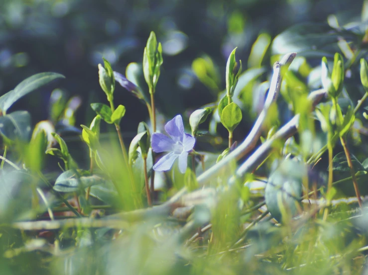 the purple flower is growing among the green plants