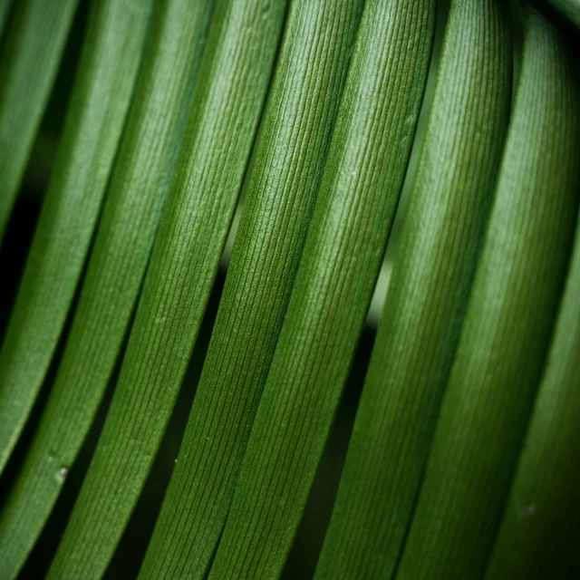 some kind of green plant with long thin strands